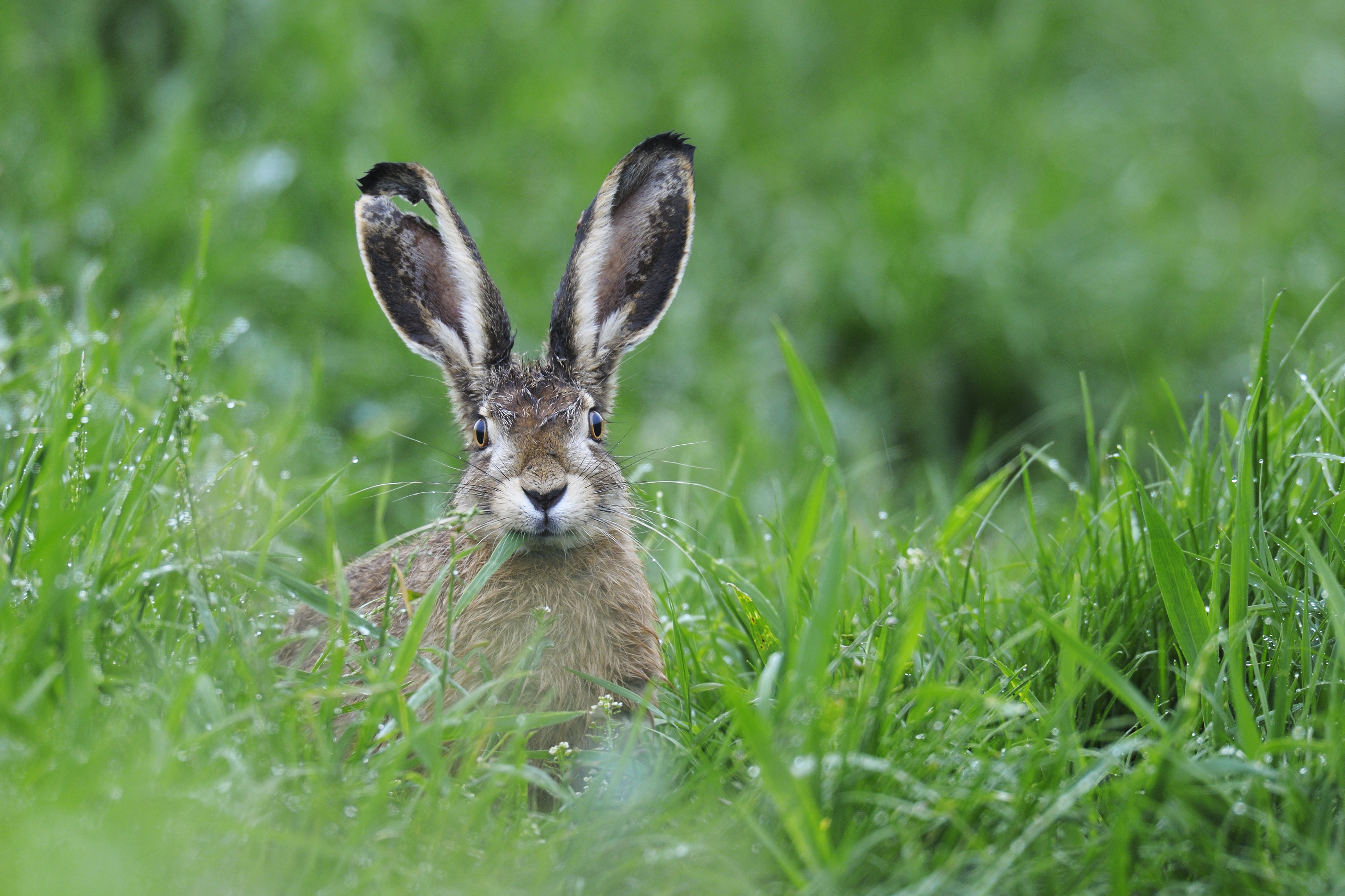 In Hausmanstätten wurde schon wieder ein Hase an einen Baumstumpf genagelt.