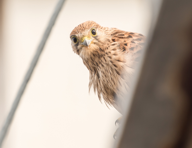 Turmfalke beobachtet
