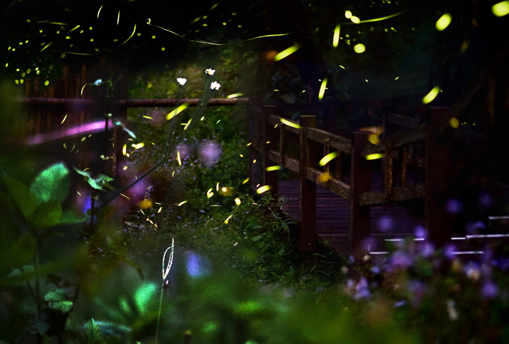 Glühwürmchen schwirren durch einen nächtlichen Garten