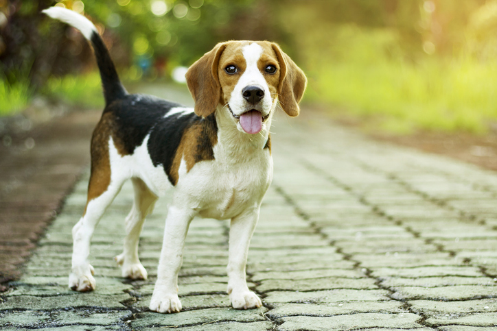 Imagefoto: Beagle | Credit: iStock.com/alaskla