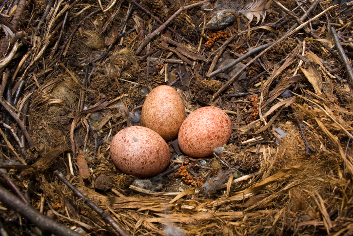 Nest mit Turmfalkeneiern