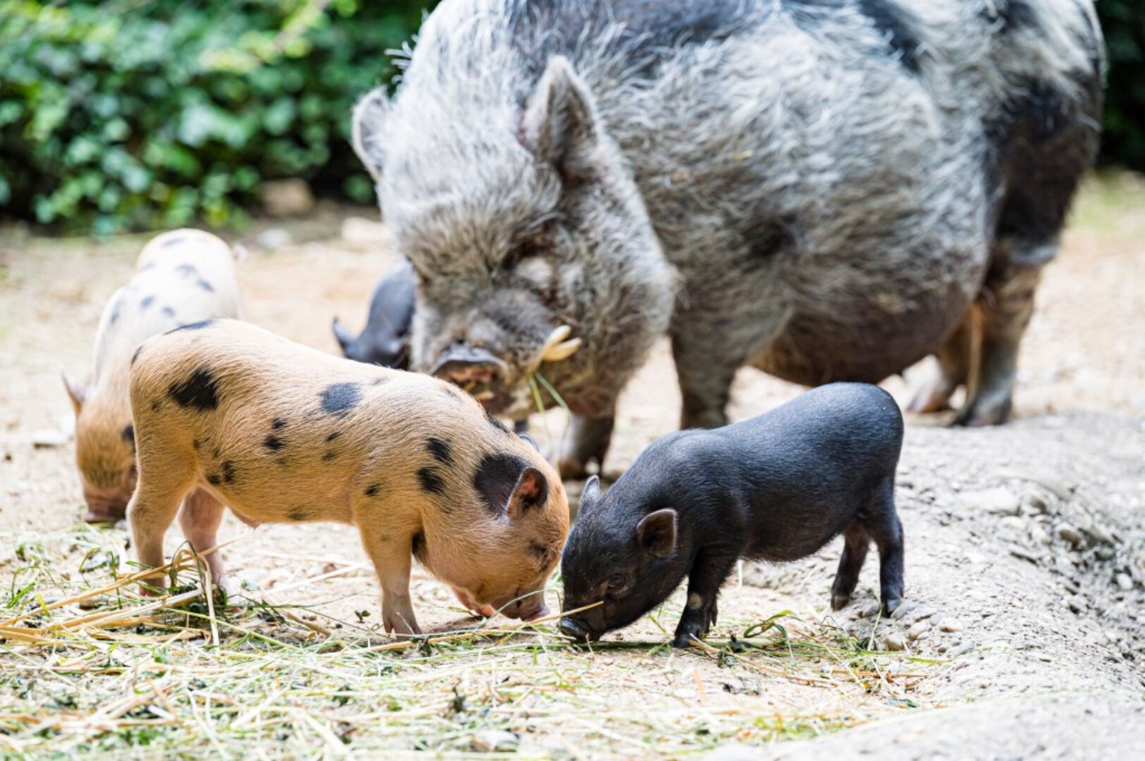 Minipigs im Zoo Basel | Credit: Zoo Basel