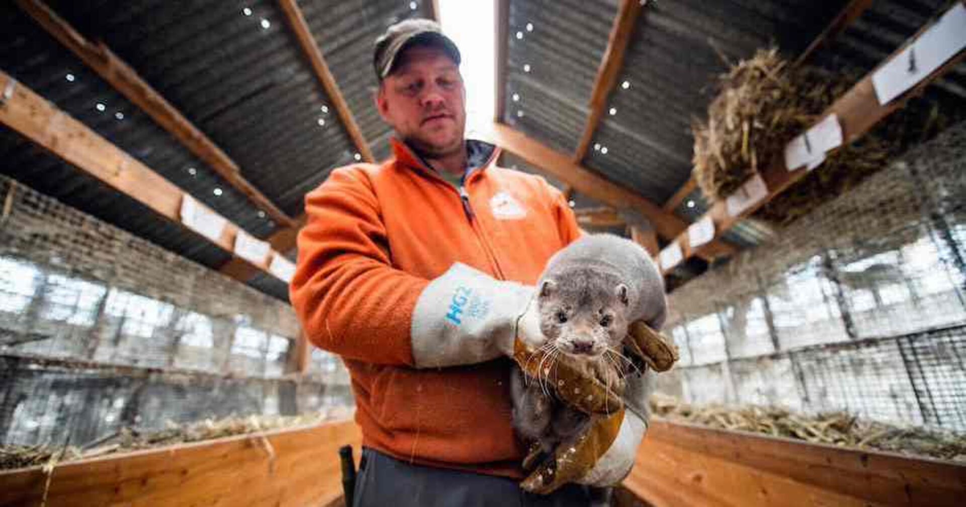 Pelztierfarmer in Norwegen hält Nerz