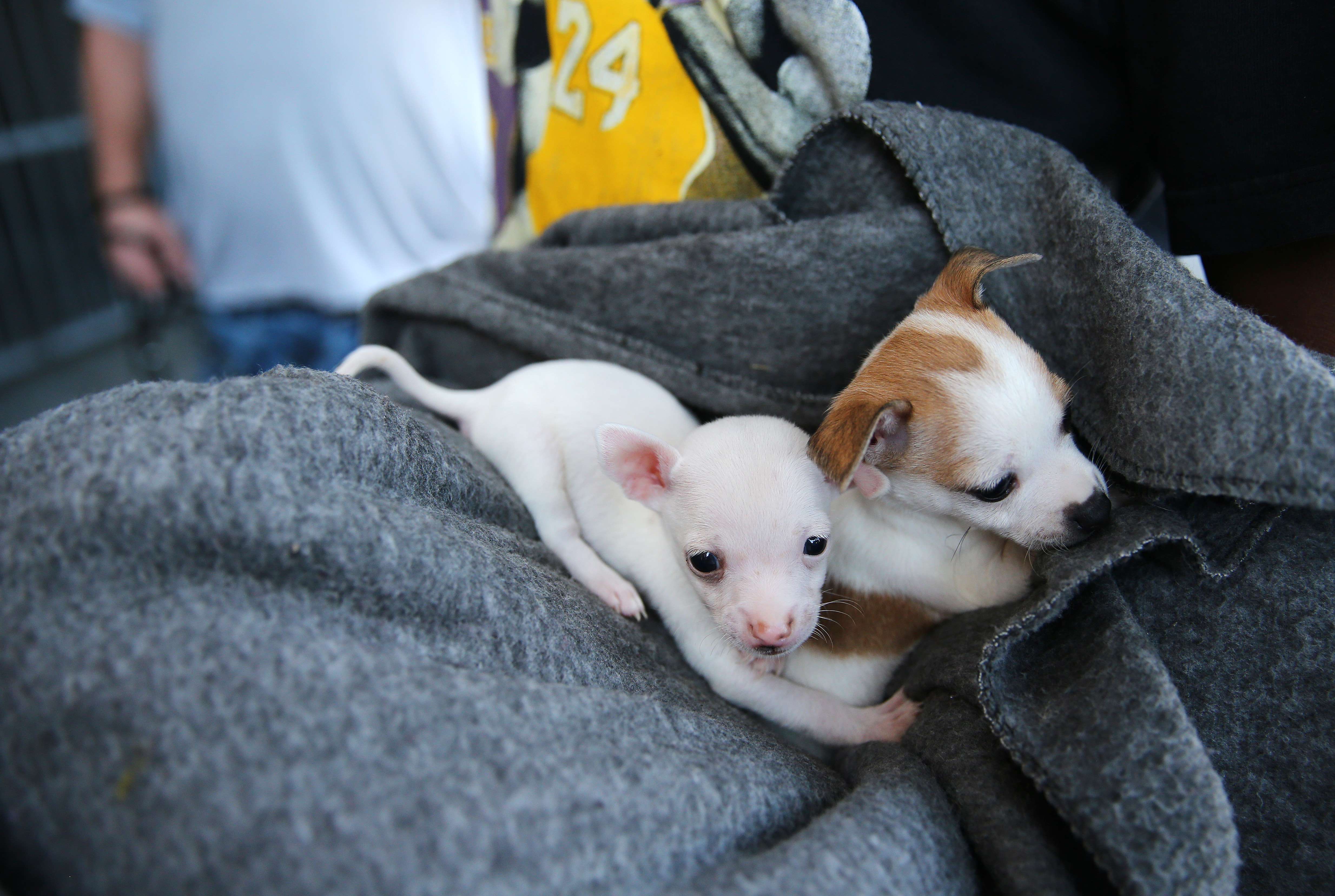 Teacup Hund Chihuahua