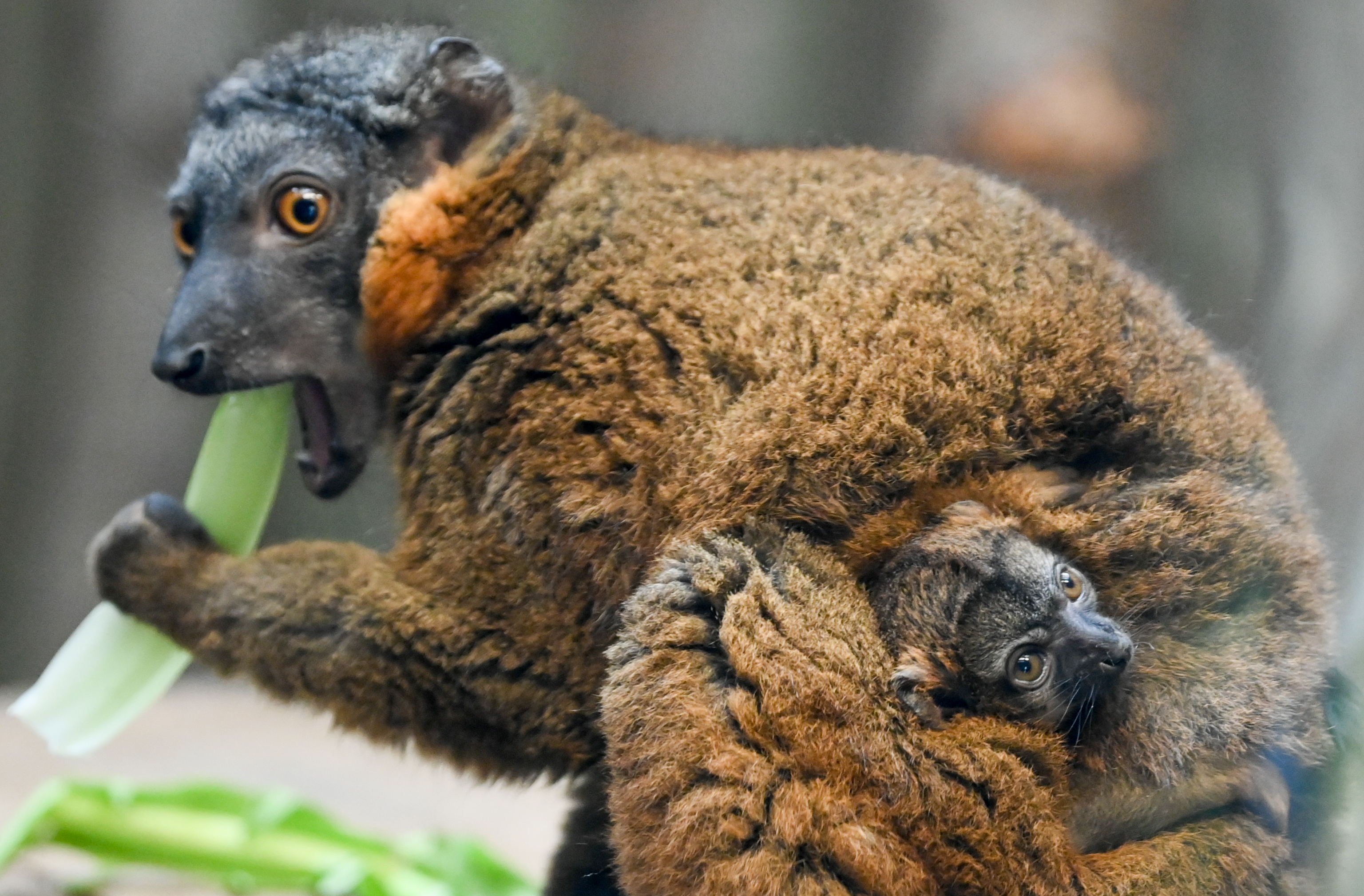 Zoo Berlin | Credit: Jens Kalaene / dpa / picturedesk.com