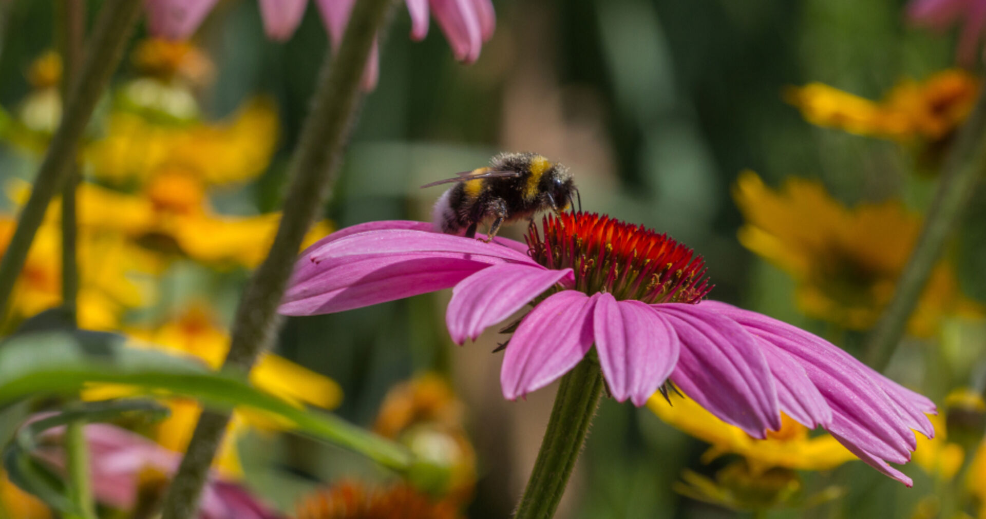 Biene bestäubt Blume | Credit: iStock.com/jokuephotography