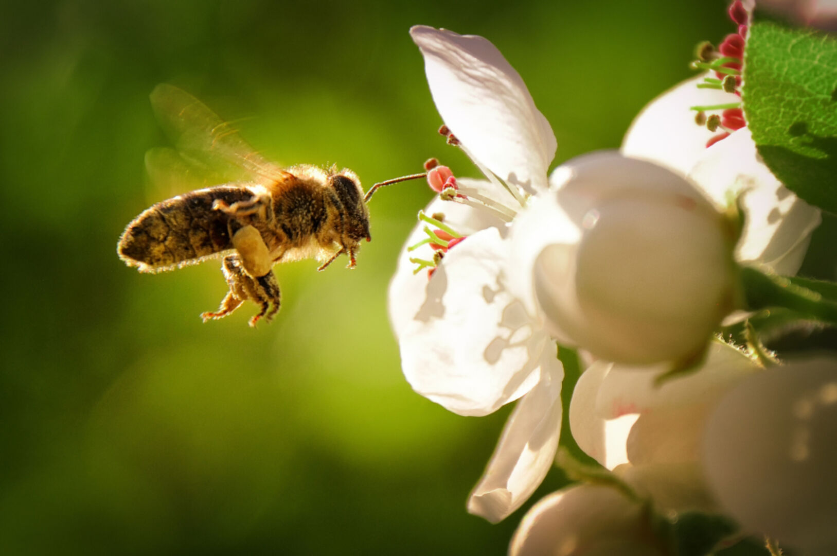 Bienen beim Bestäuben der Blumen | Credit: iStock.com/SusanneSchulz