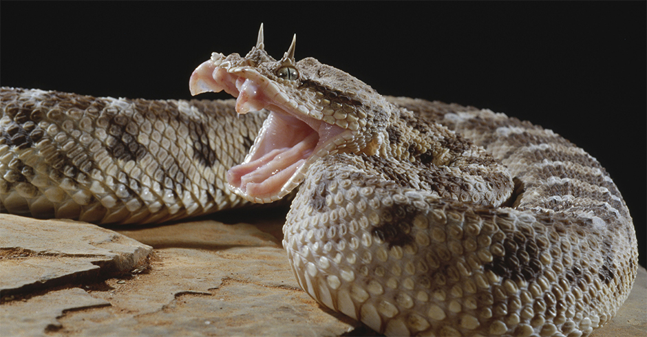 Die Hornviper zeigt mit weit aufgespreiztem Kiefer ihre giftigen Fangzähne