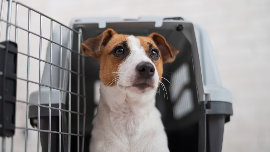 Hunde bedeuten eine große Verantwortung | Credit: iStock.com/inside-studio