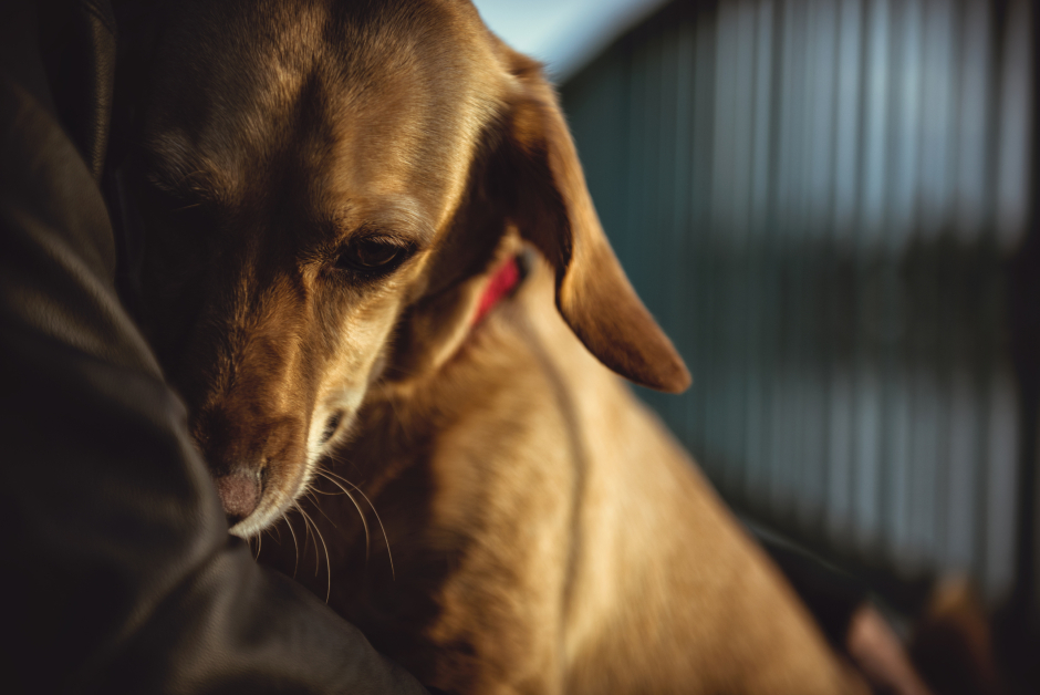 Hunde hängen sehr an ihren Besitzern | Credit: iStock.com/Kerkez