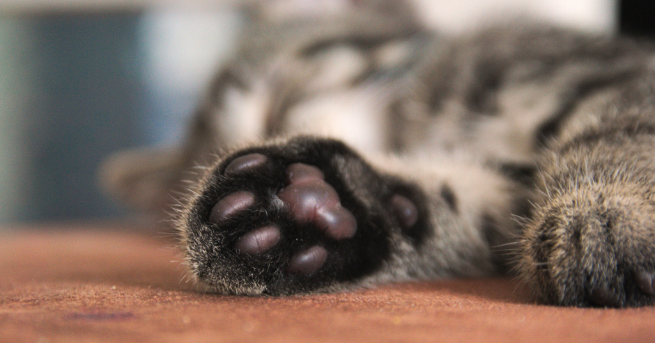 Pfoten einer Katze | Credit: iStock.com/CHochhal
