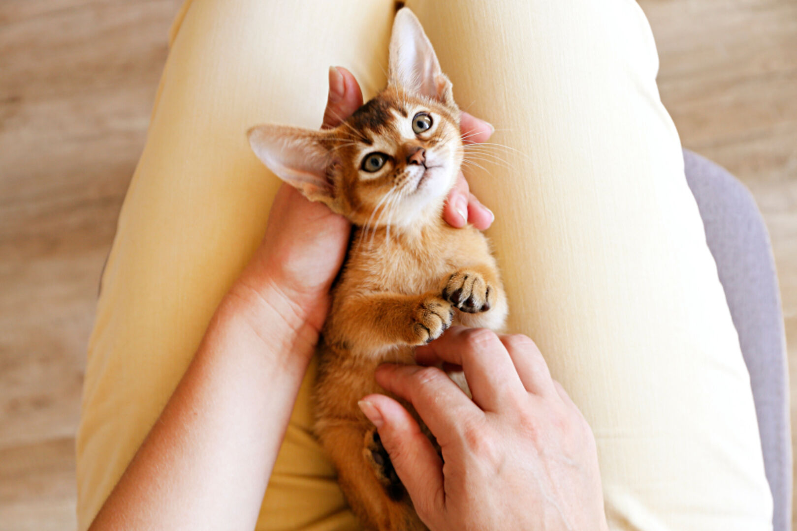 Katze lässt sich bereitwillig streicheln | Credit: undefined undefined