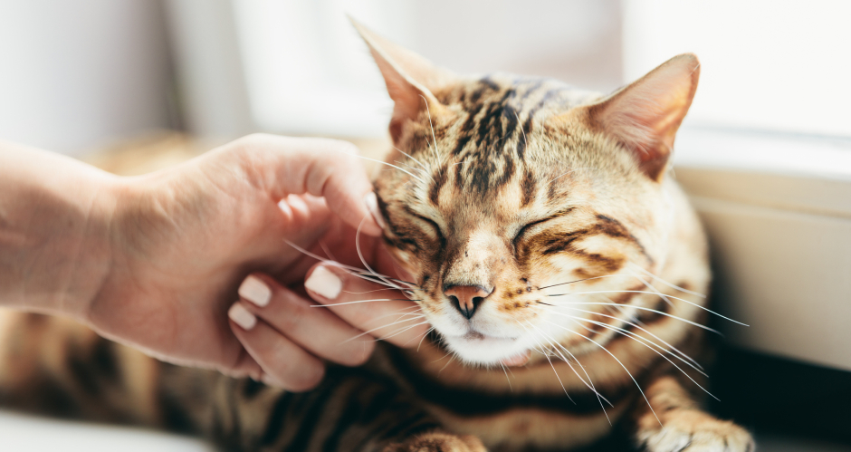 Verschmuste Katze | Credit: iStock.com/NiseriN