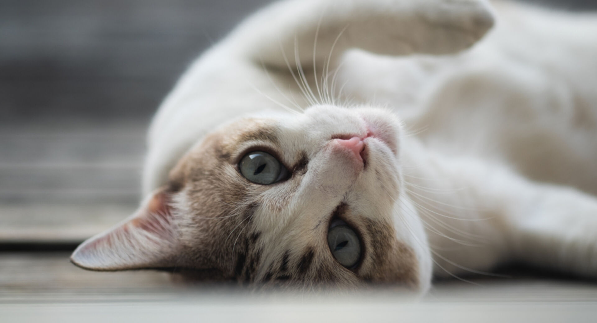 Katze liegt auf dem Rücken | Credit: iStock.com/quantum40