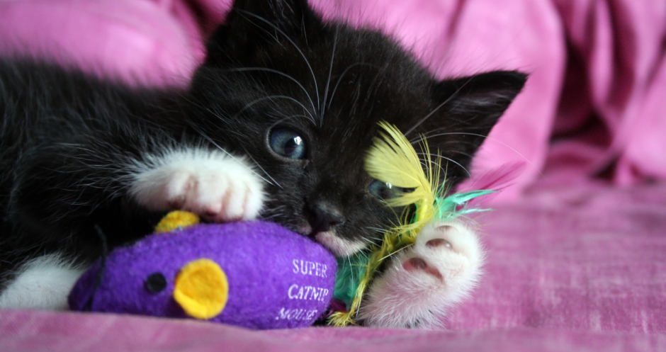 Katze beim Spielen mit Stoffmaus | Credit: iStock.com/dentharg