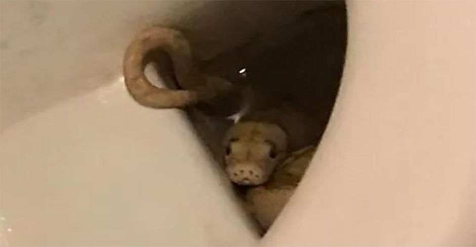 Eine eineinhalb Meter lange Albino-Python versteckt sich in einer Toilettenschüssel