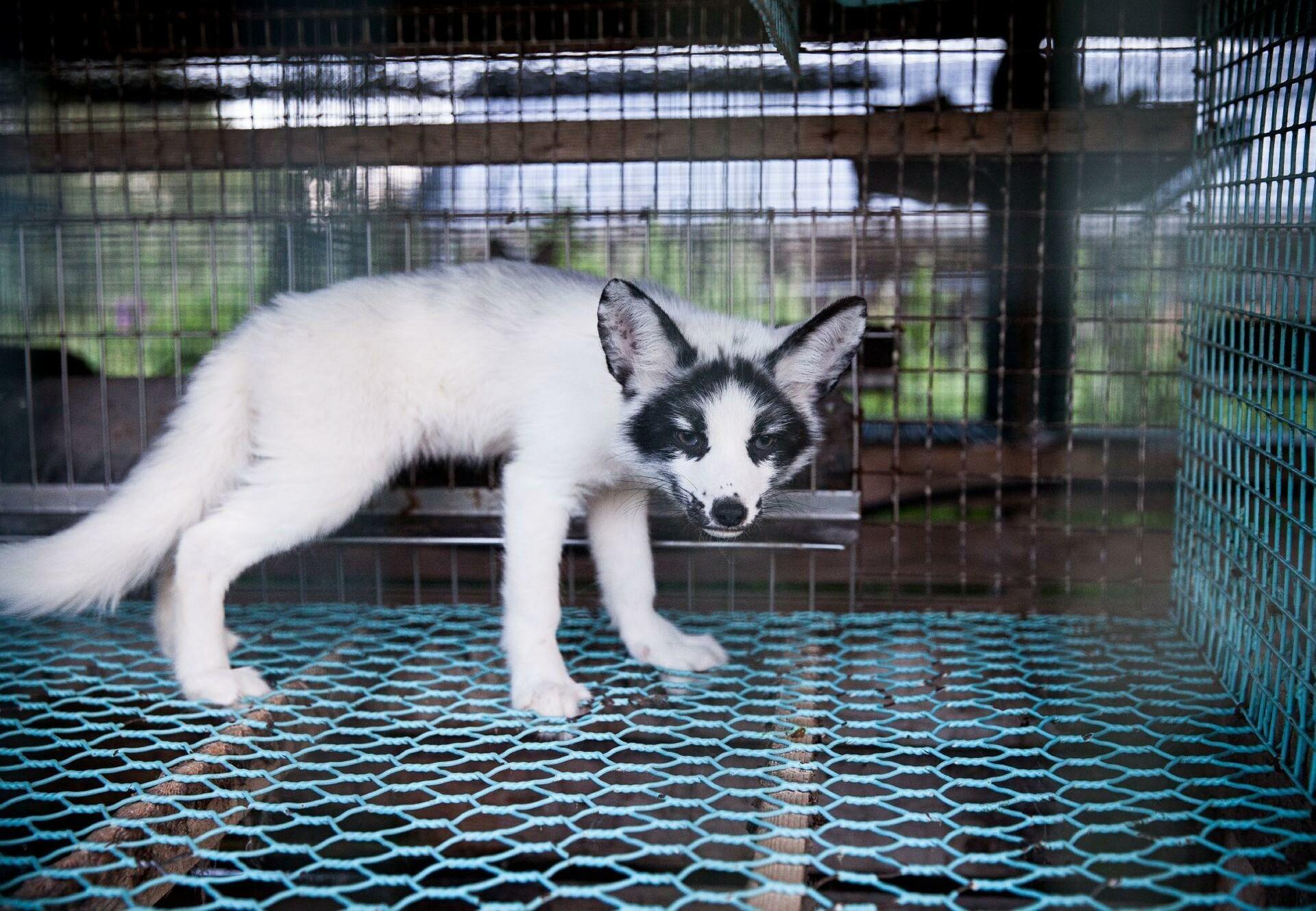 Ein junges Tier in einem Käfig