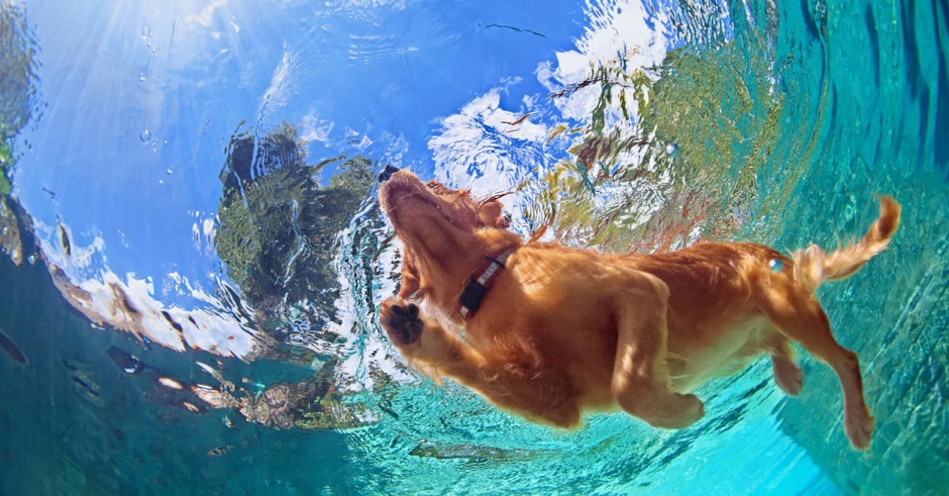 Unterwasseraufnahme von einem Hund der schwimmt. Man sieht über der Oberfläche einen strahlend blauen Himmel