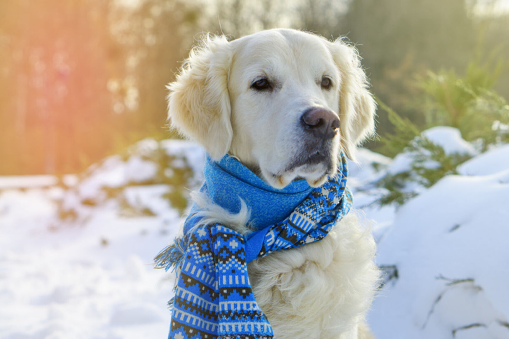 Schihwanderung Hund Vorarlberg