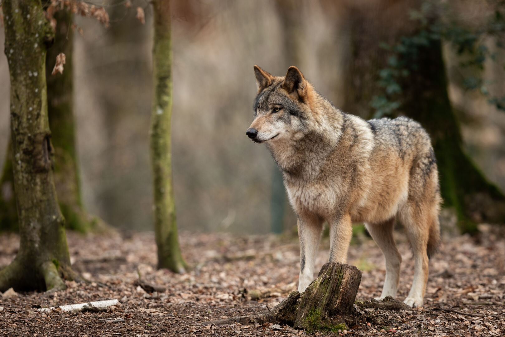 Wolf im Wald