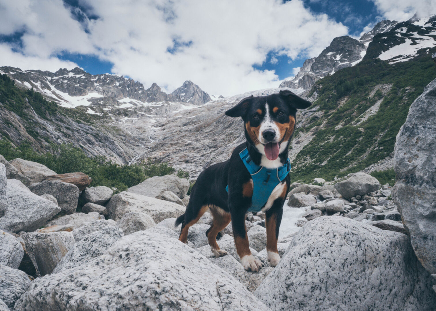 Hund Berge Urlaub