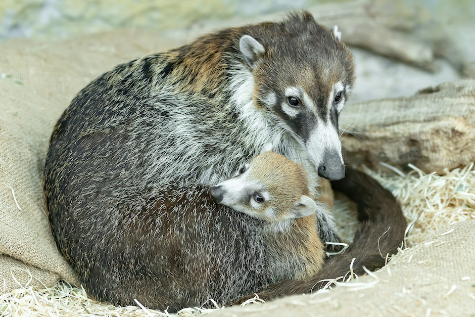 Nasenbär-Zwillinge in Schönbrunn geboren