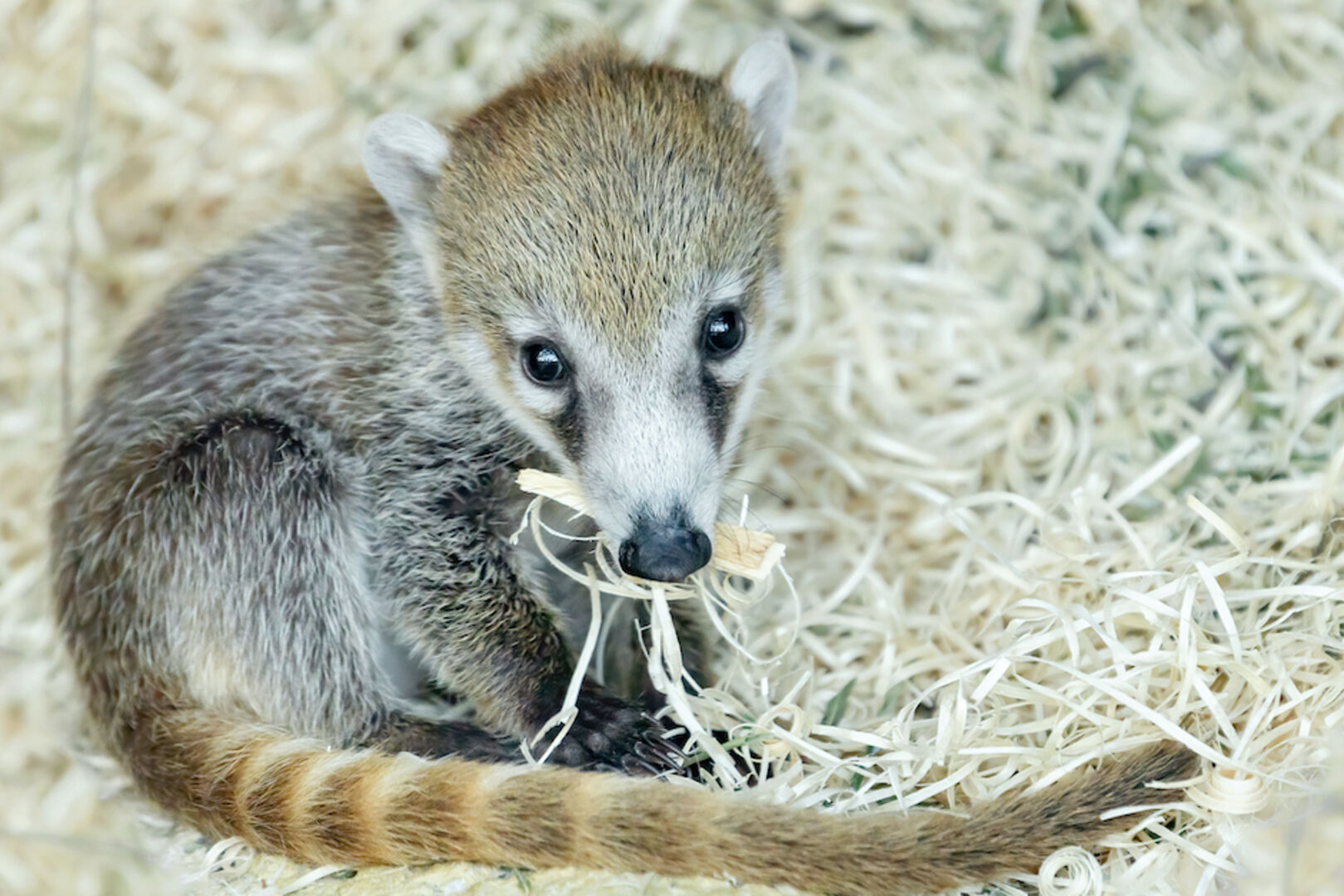 Weißrüssel-Nasenbären