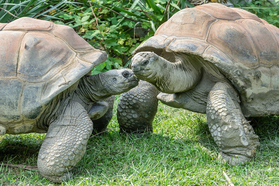 Zwei Riesenschildkröten stecken die Köpfe zusammen. Es sieht aus als würden sie sich ein Bussi geben.
