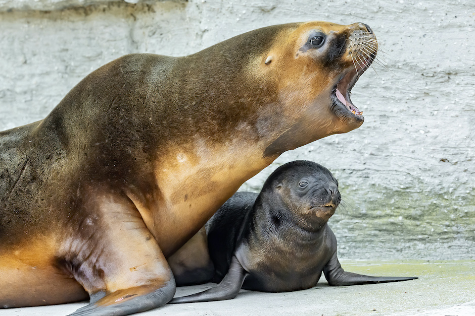 Robben-Baby mit Mama Nina