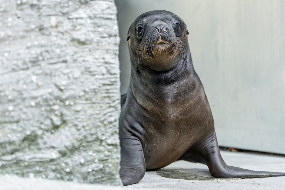 Robben-Baby im Tiergarten Schönbrunn