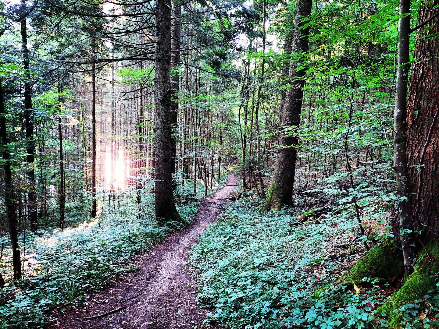 Durch den Wald auf den Gipfel | Credit: Simone Reitmeier
