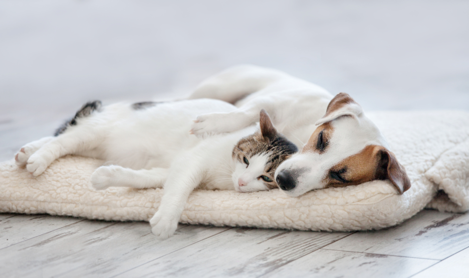 Hund und Katze teilen sich eine Schlafstelle | Credit: iStock.com/TatyanaGl