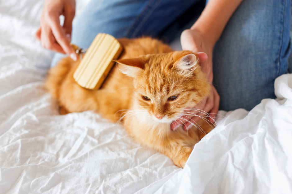 Besitzerin bürstet das Fell ihrer Katze | Credit: iStock.com/Aksenovko
