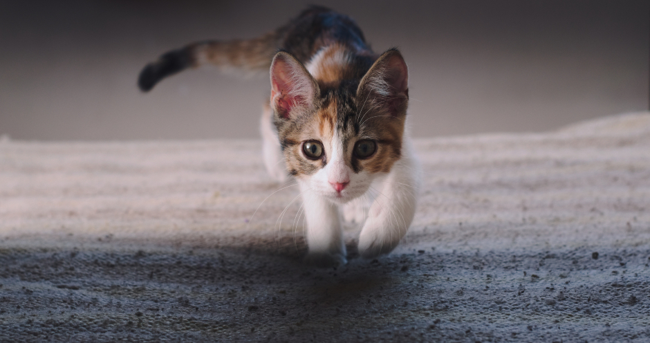 Katze schleicht sich an | Credit: iStock.com/hernan4429