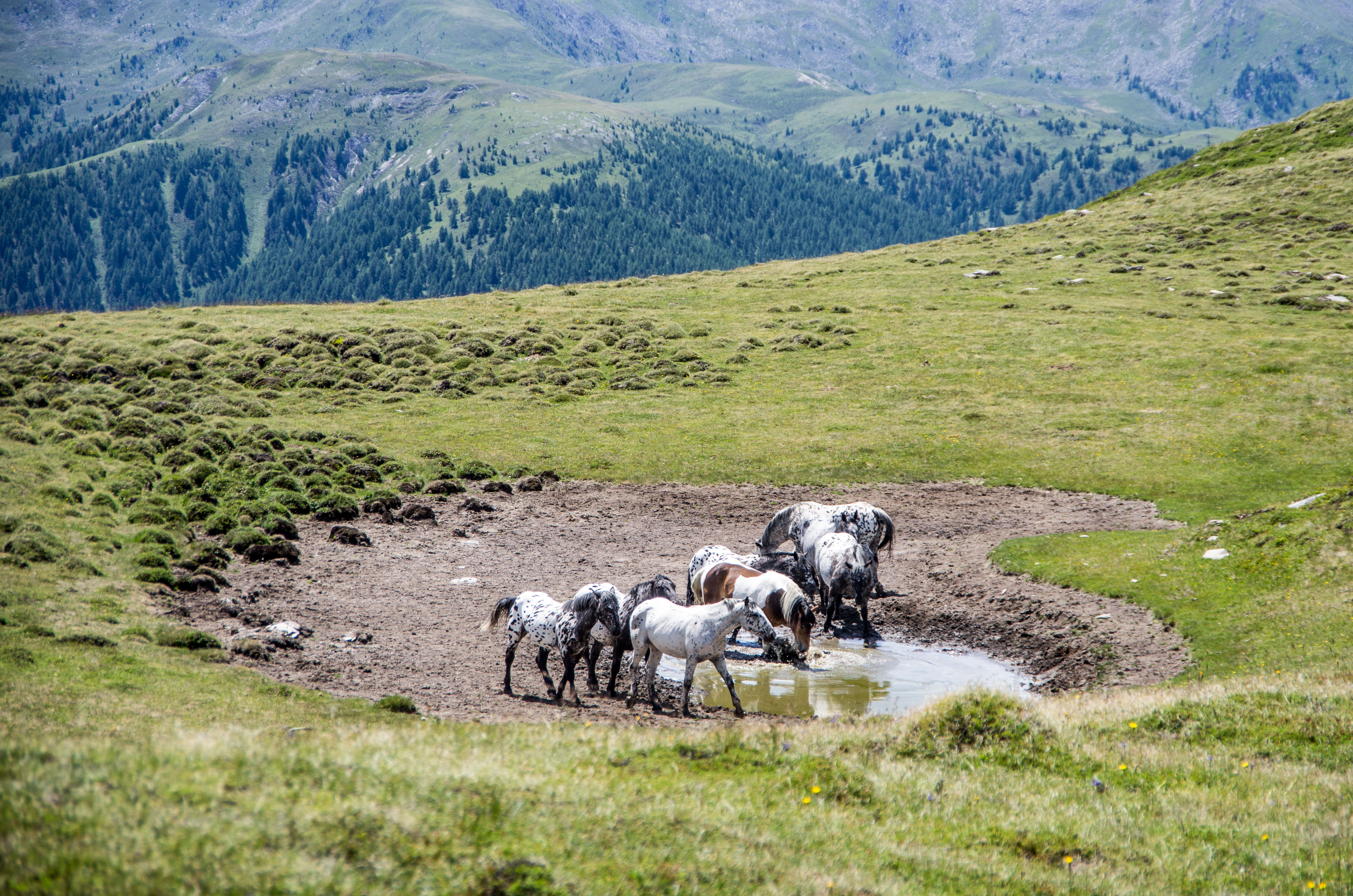 Nockberge-Trail | Credit: REG Nockberge/Sabine Weyrer