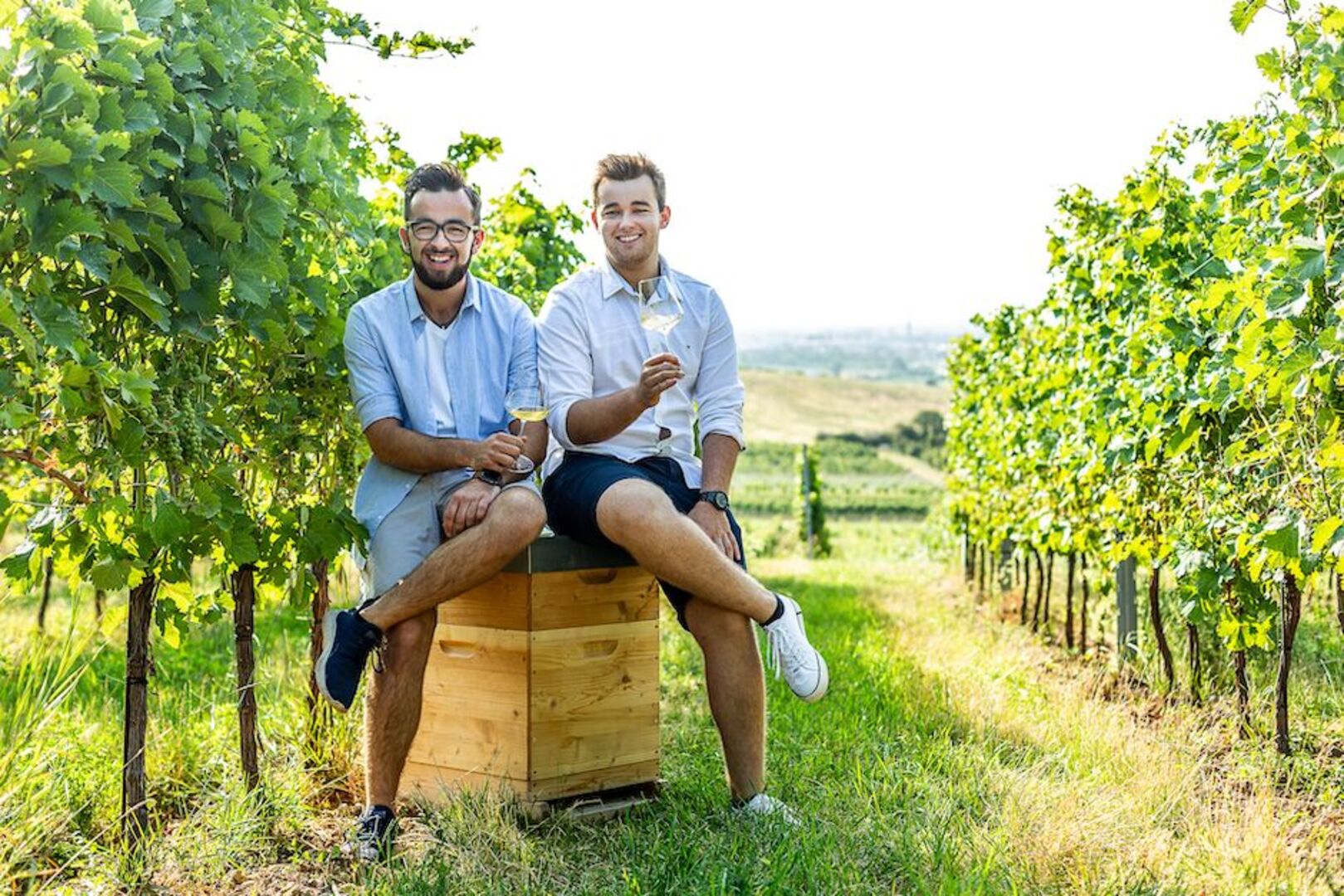 Weingut Auer, Tattendorf