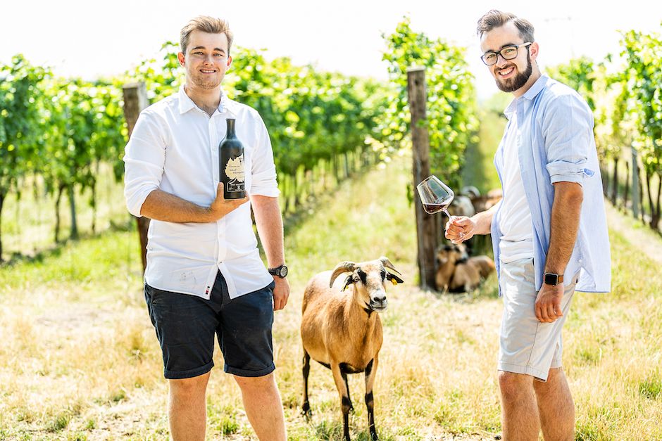 Weingut Auer Tattendorf