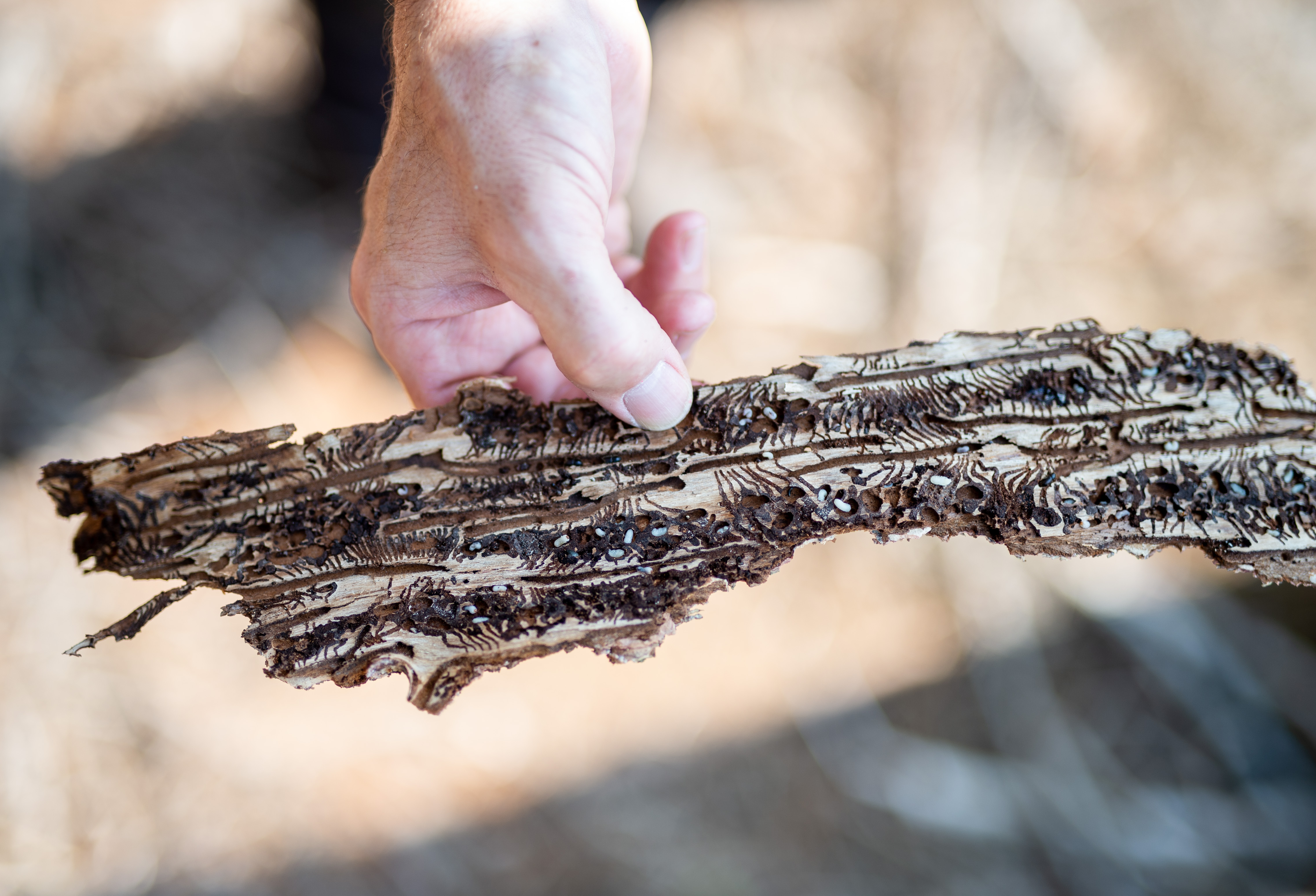 Schädling Borkenkäfer | Credit: Jonas Güttler / dpa / picturedesk.com