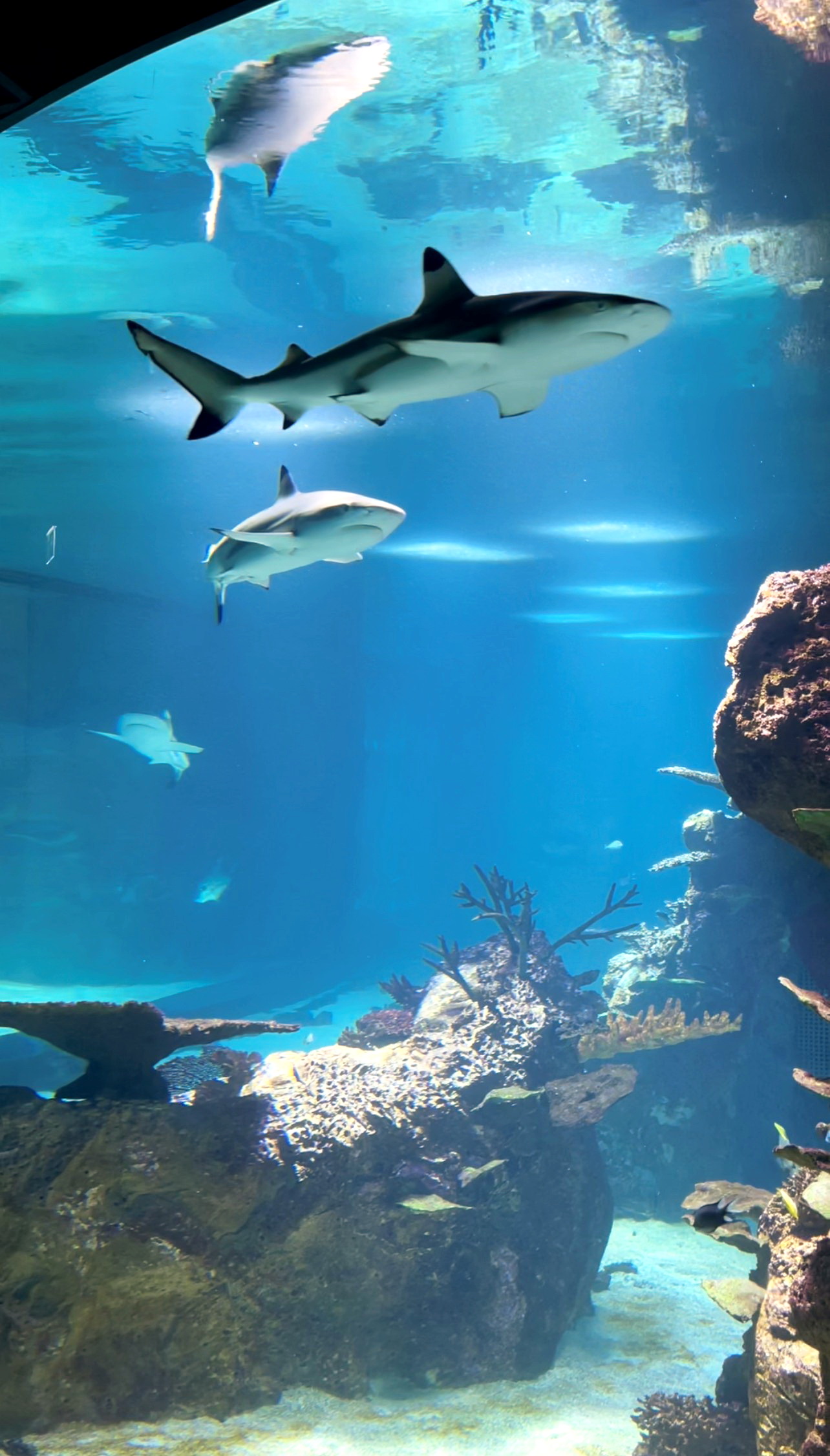 Drei Haie schwimmen im neuen Becken | Credit: Hans Köppen