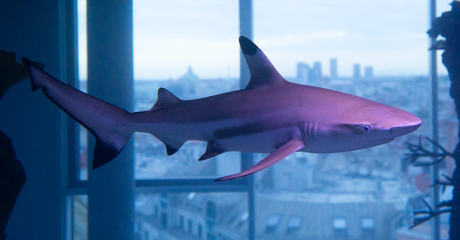 Hai im Haus des Meeres | Credit: Almir Ahmetovic