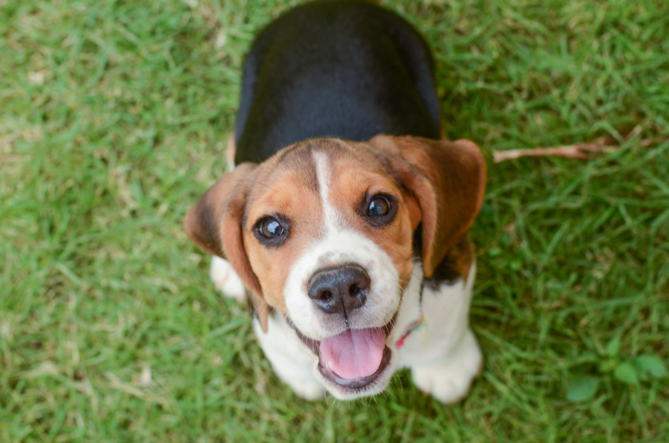 Beagle-Welpe | Credit: iStock.com/iamsom