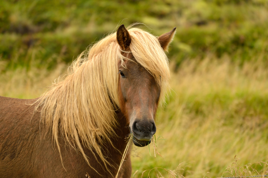 Islandpferd | Credit: iStock.com/mlharing