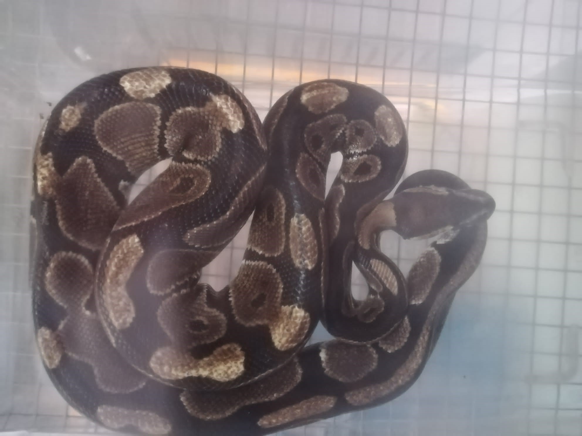 Gerette Königspython | Credit: M. Polaschek