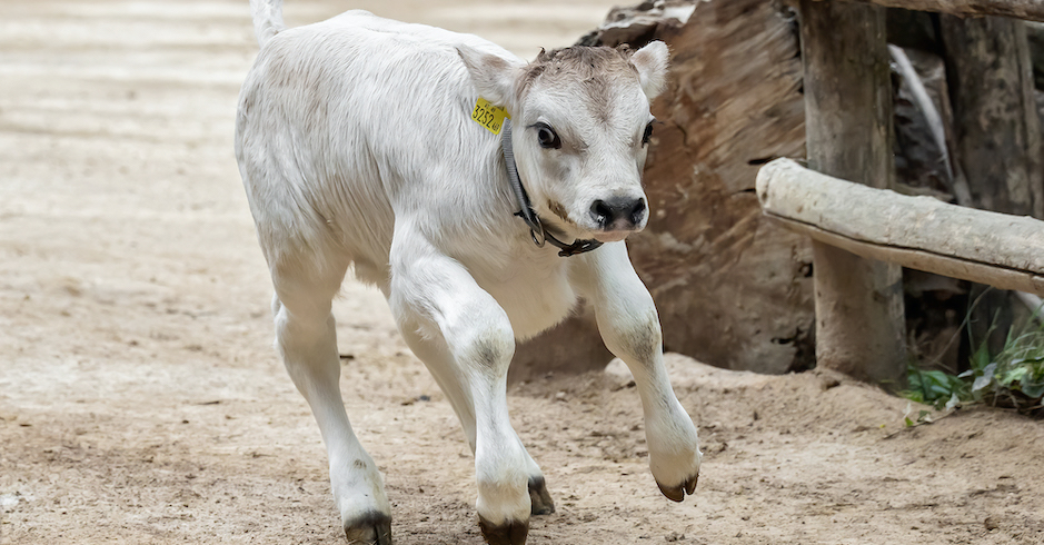 Das Kalb Seppl springt herum | Credit: Daniel Zupanc