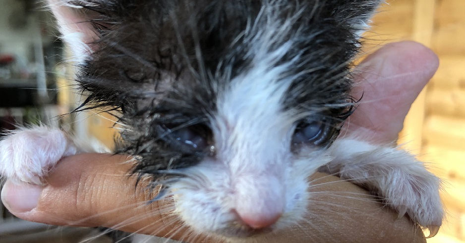 Das Katzenbaby hat verklebte Augen. Es ist nur wenig größer als die Hand, die es hält.