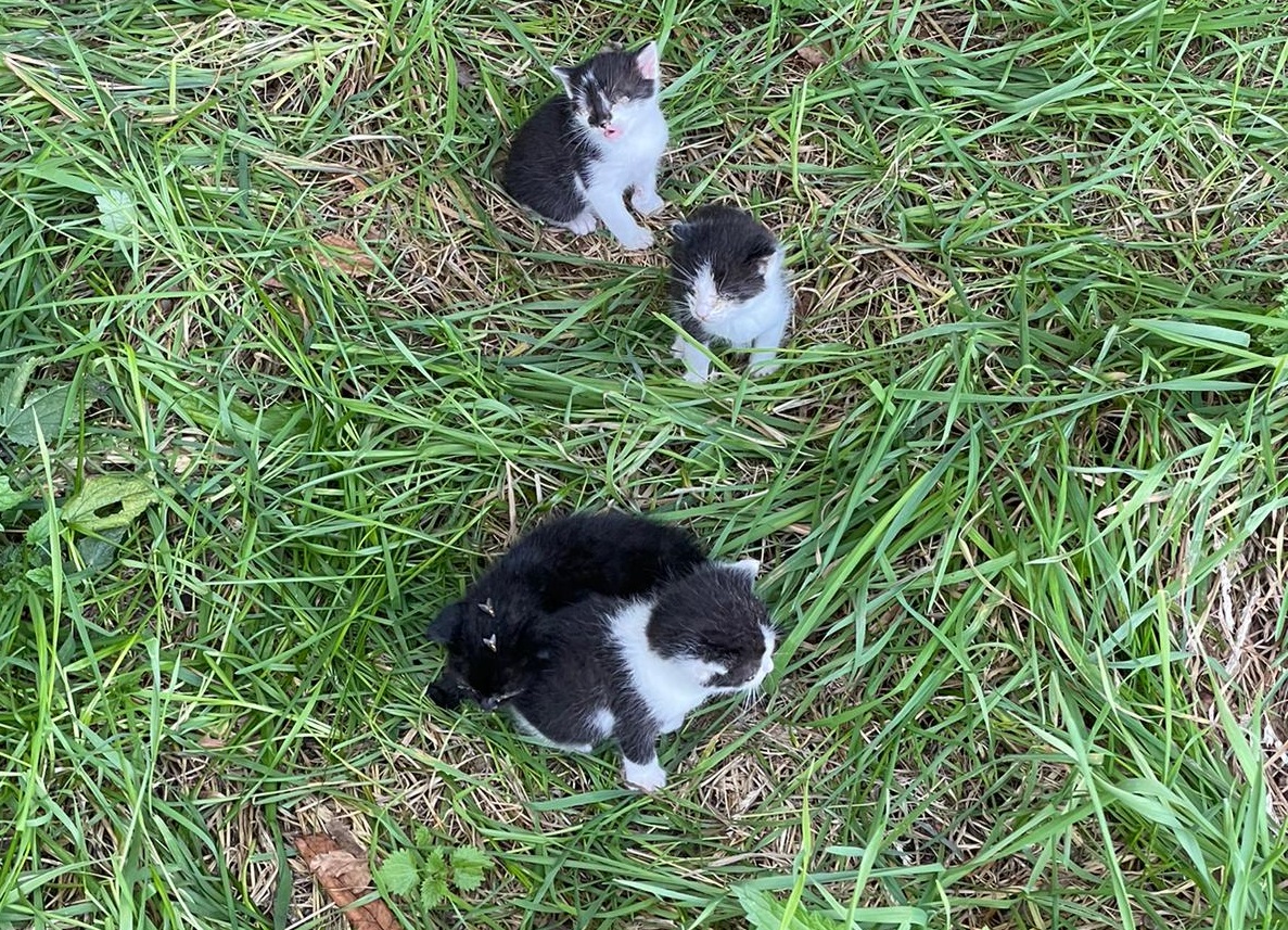 Vier Katzenbabys sitzen in einer Wiese.