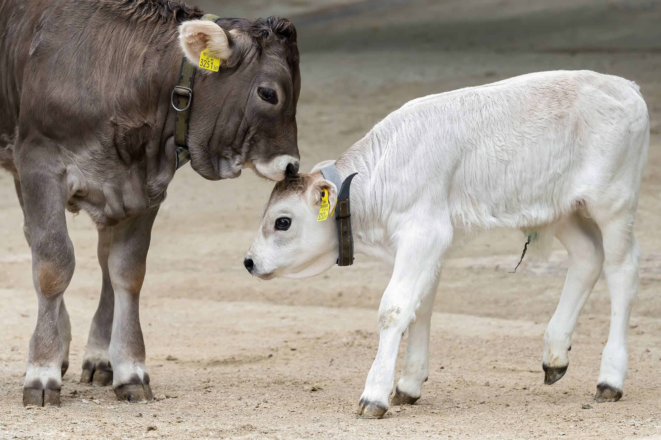Die Tiroler Grauvieh-Rinder in Schönbrunn | Credits: Daniel Zupanc