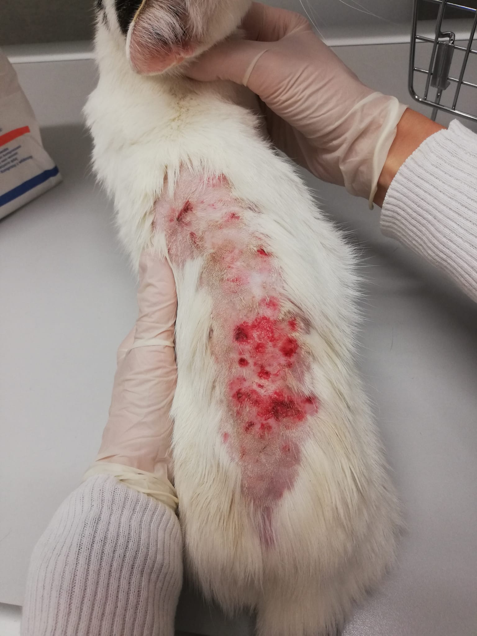 verletzte Katze wird untersucht | Credits: TierQuarTier Wien