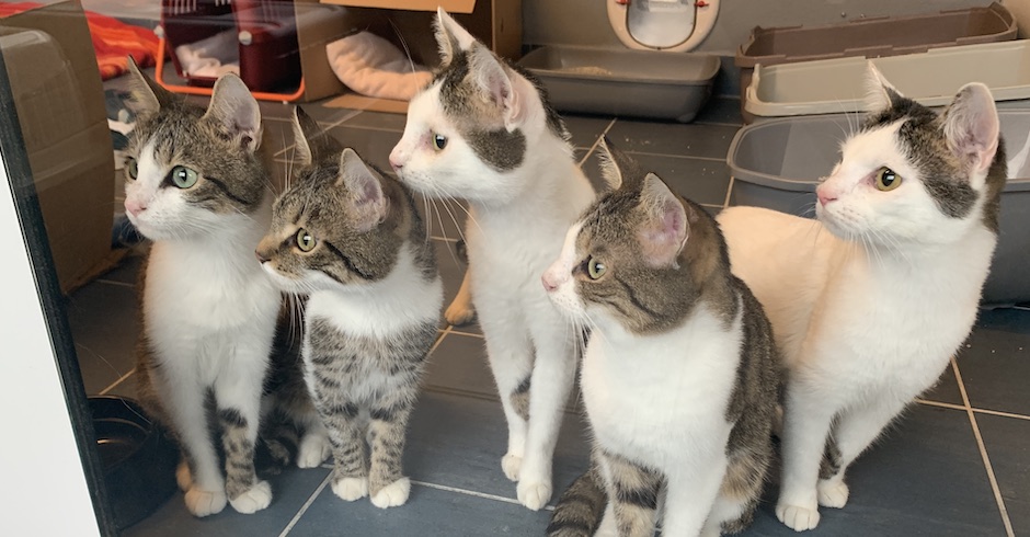 Fünf kleine Kätzchen| Credits: TierQuarTier Wien