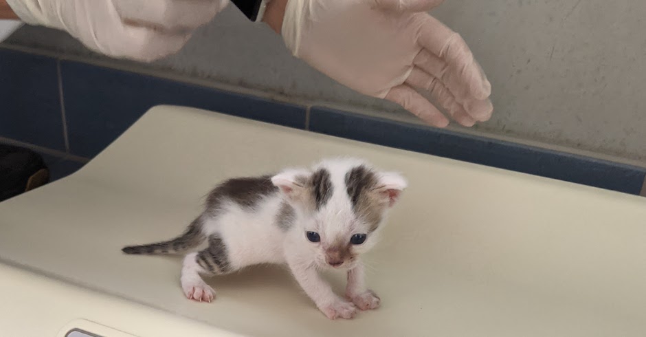 Kätzchen auf der Waage | Credit: TierQuarTier Wien